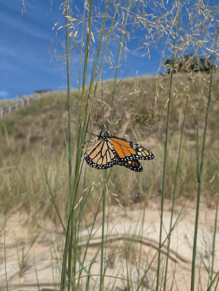 Monarch on beach grass